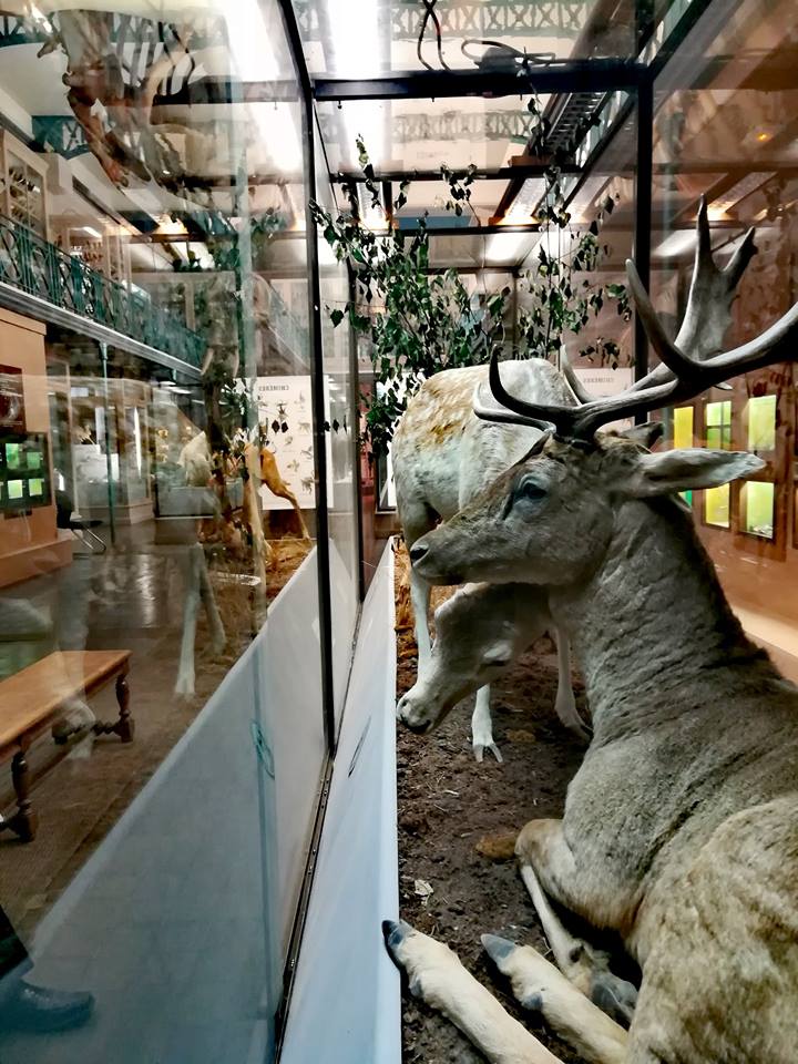 Musée d'Histoire naturelle Ma Terrazza 